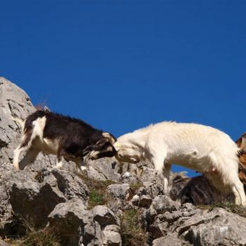 chivo productos