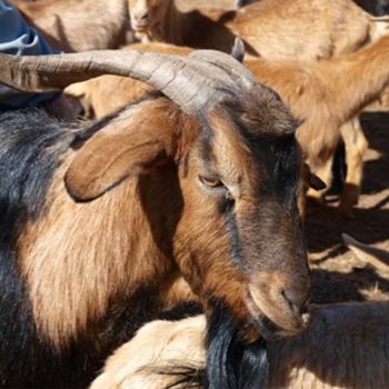 chivo productos